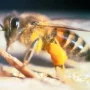 شركة مكافحة النحل بالخبر