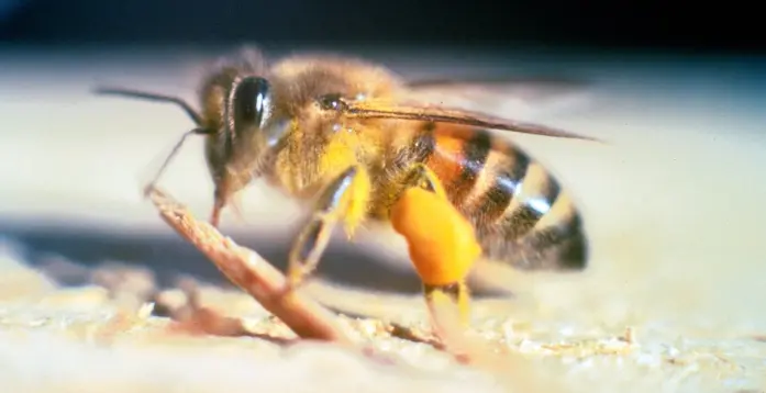 شركة مكافحة النحل بالخبر