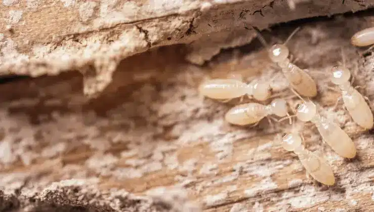 مكافحة النمل الابيض بالجبيل
