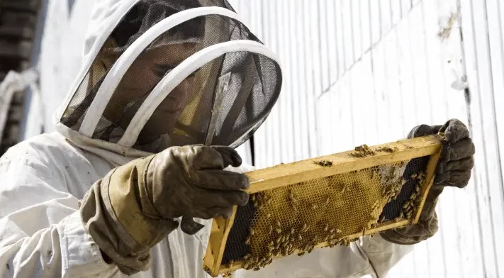شركة مكافحة النحل بالاحساء