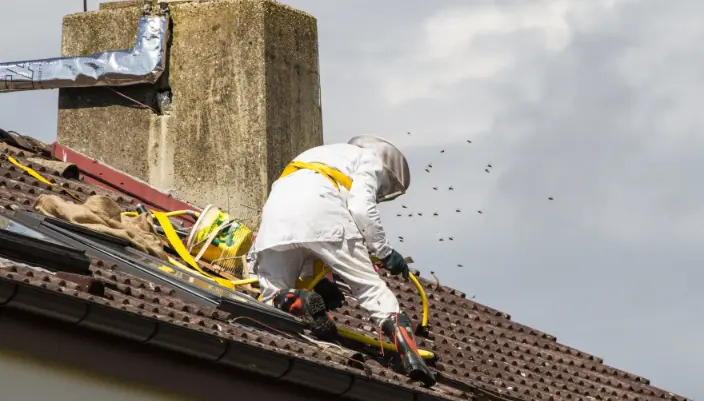 شركة مكافحة النحل بالاحساء